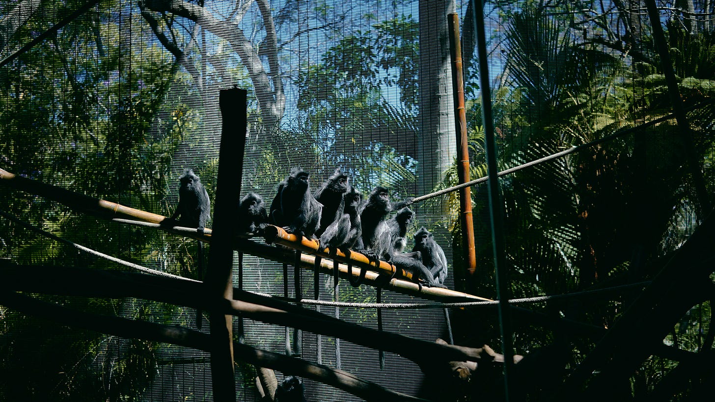 Monkeys sit in a cage Monkeys sit in a cage