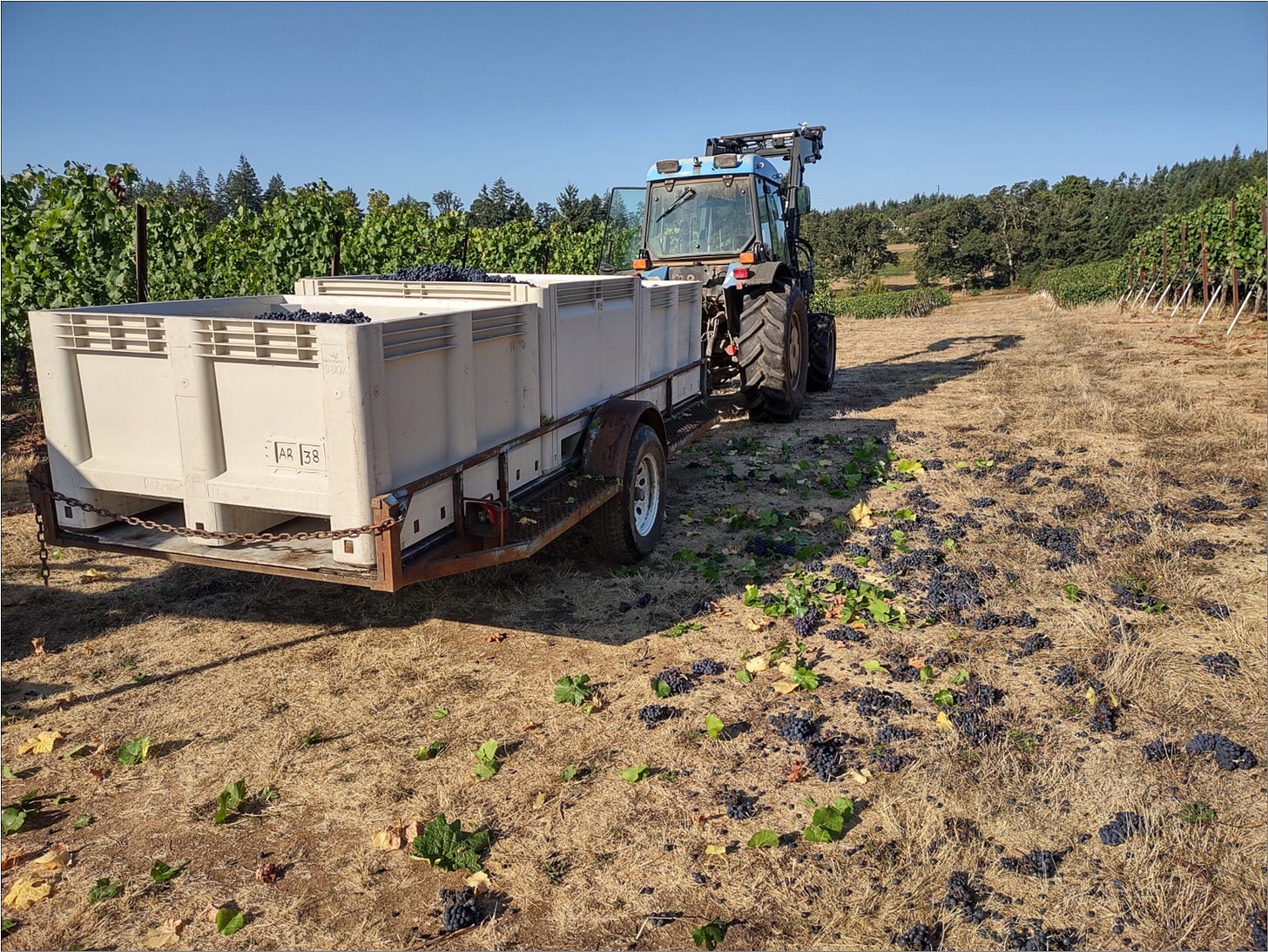 Sorting out the Bunch Rot and leaving it in the field.