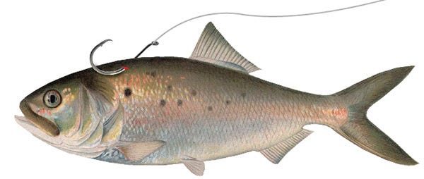 Pogy rigging