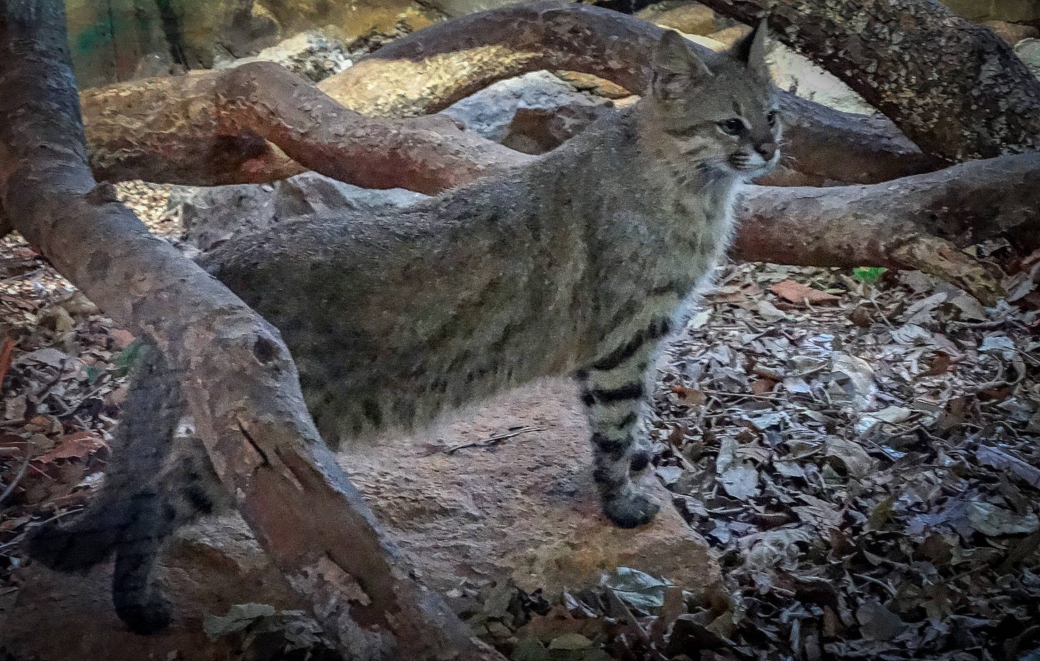 Grupo de felinos misteriosos é decifrado por cientistas brasileiros e  chineses - 18/06/2020 - Ciência - Folha