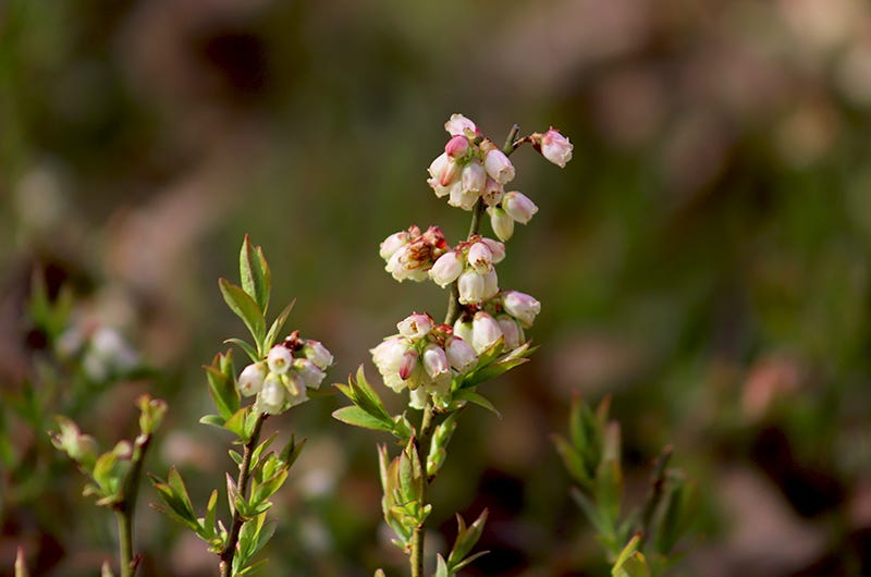 Sixburnersue, wild blueberry blossoms