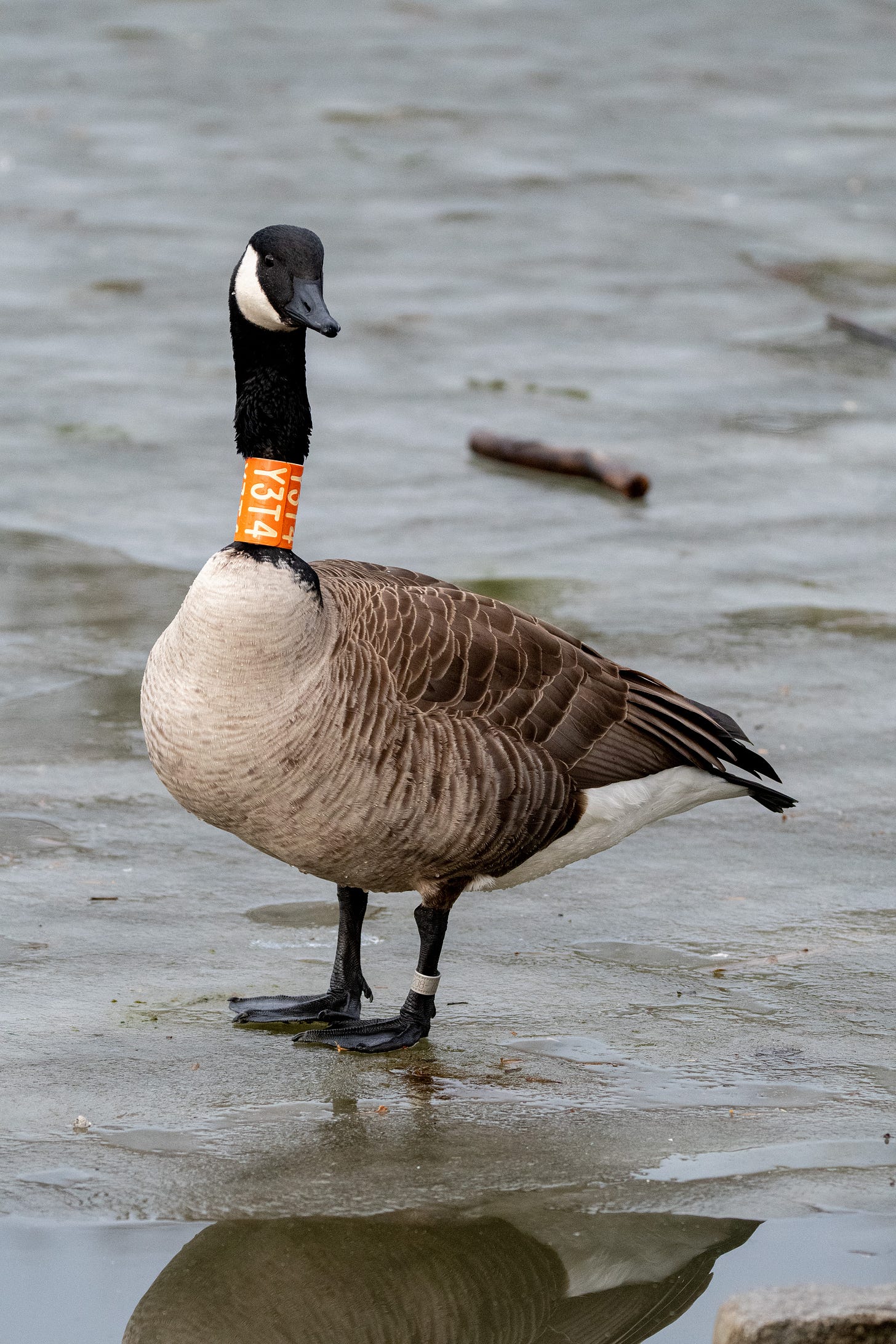 A Canada goose standing on dirty ice, sporting around its neck a tight-fitting orange band with the code Y3T4