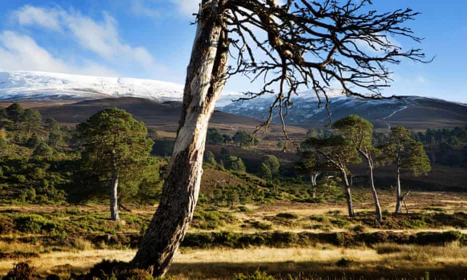 The Scots pines near Glenfeshie. 