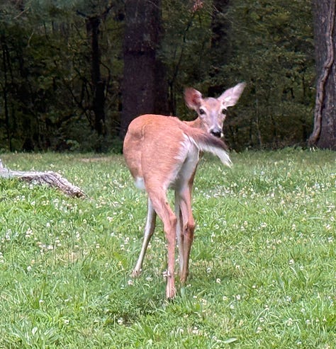 Around Sewanee. Corpse flower. Black light millipede (?). Barred owl. Deer.