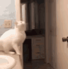 a white cat is standing on a bathroom counter next to a sink . a white cat is standing on a bathroom counter next to a sink .