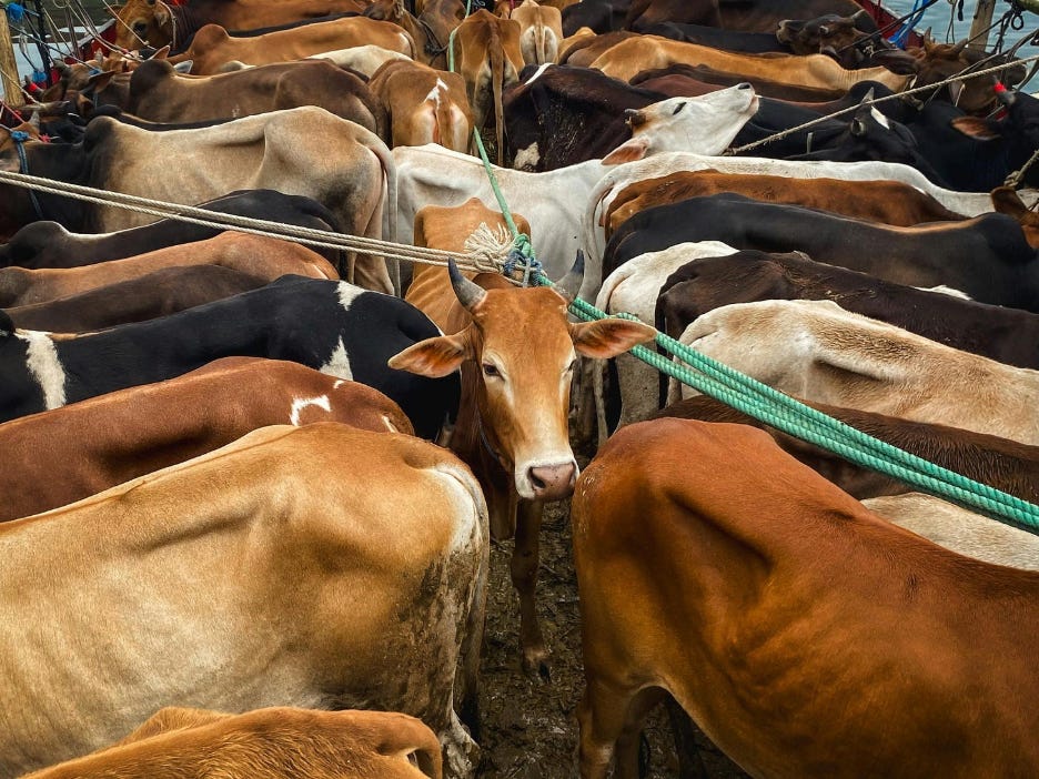 The image shows a tightly packed herd of cows, mostly brown and white, standing in a field, their necks connected by ropes.

AI-generated content may be incorrect.