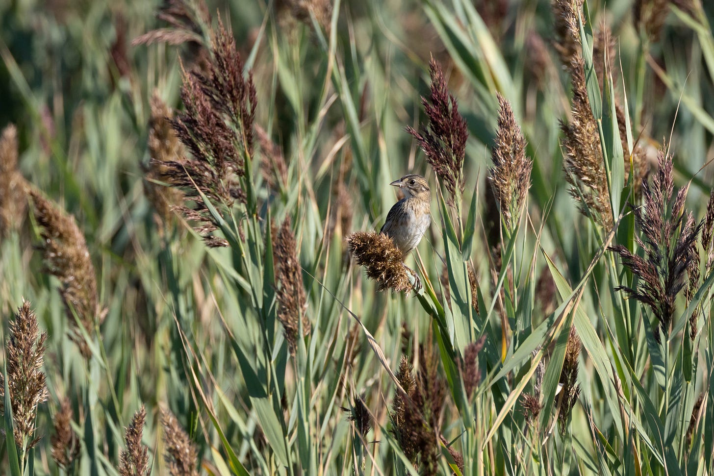 a dingy brown sparrow with a pale belly perched on the tip of a phragmites reed facing left with a sea of phragmites in the background