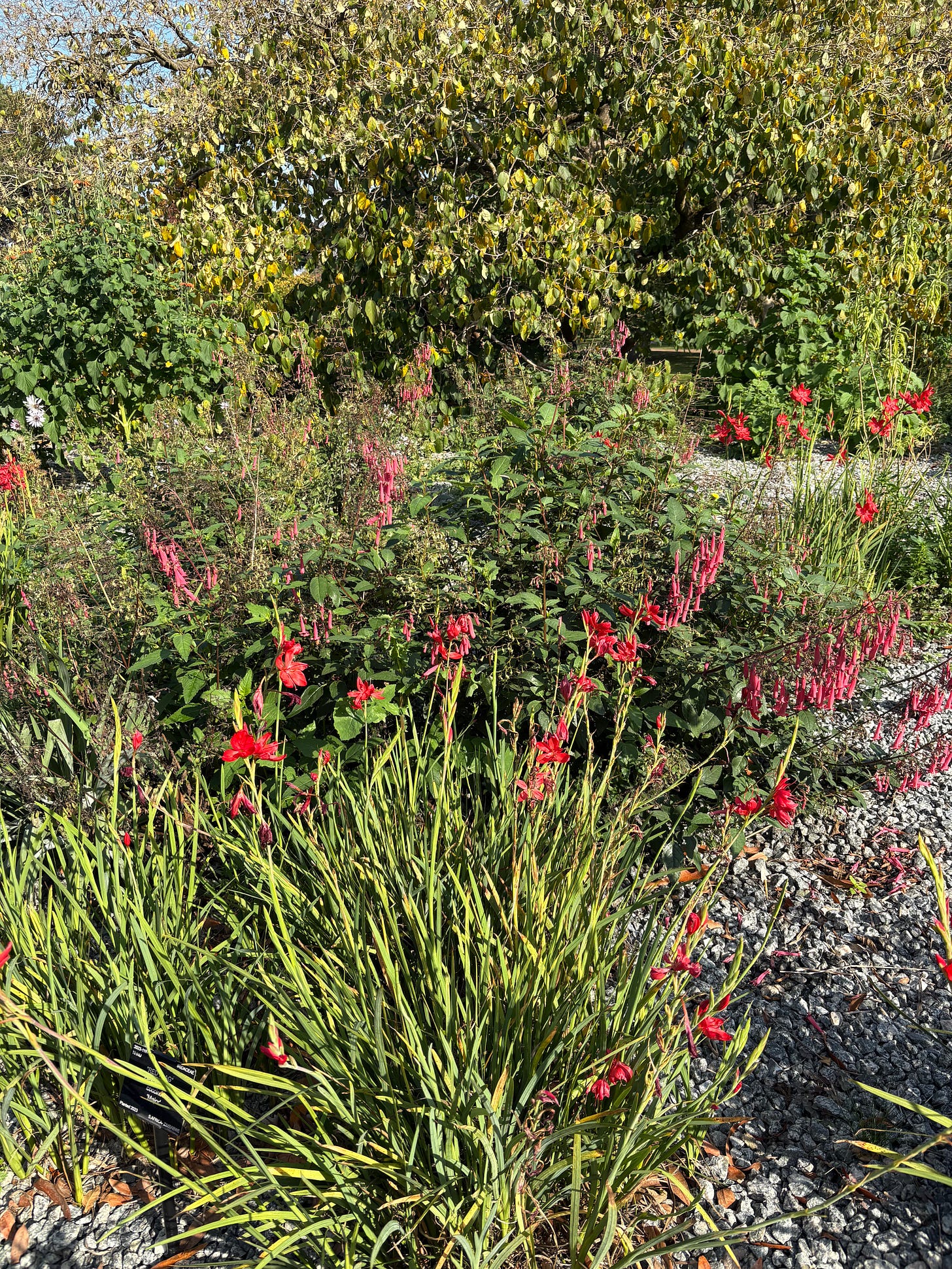 community garden pollinator plants