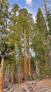 5 photos of Giant Sequoia Trees including General Sherman and an informational plaque 'A Burning Threat' depicting a map of each of the fires causing loss of the Sequoia trees.