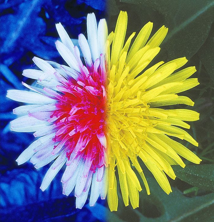 Bees see dandelions in ultraviolet. We do not.