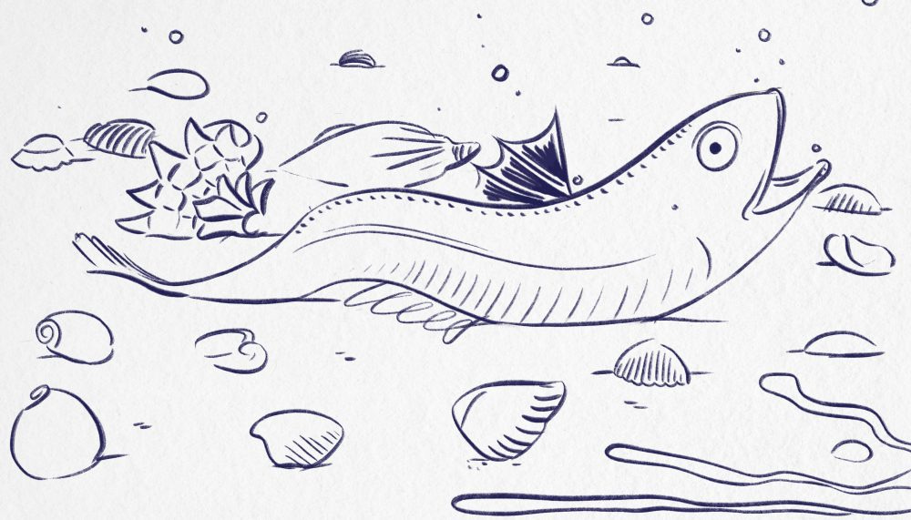 Weever fish illustration Weever fish illustration