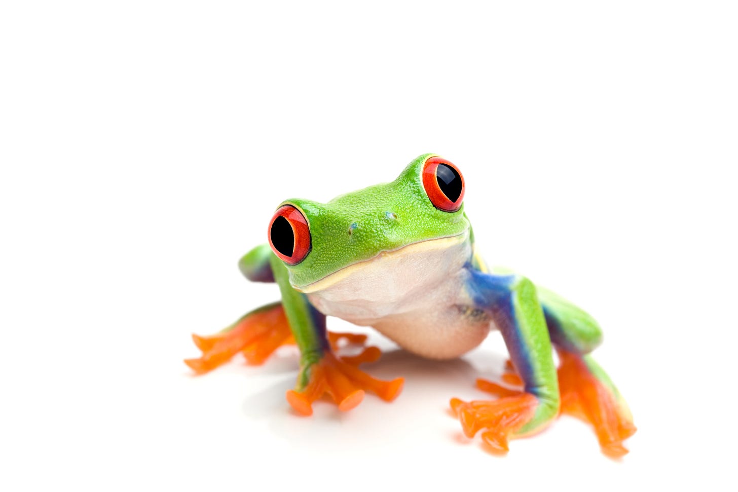 Close up of a green tree frog with red eyes and orange feet on a white background