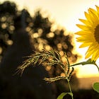 Mindfulness for Busy Brains