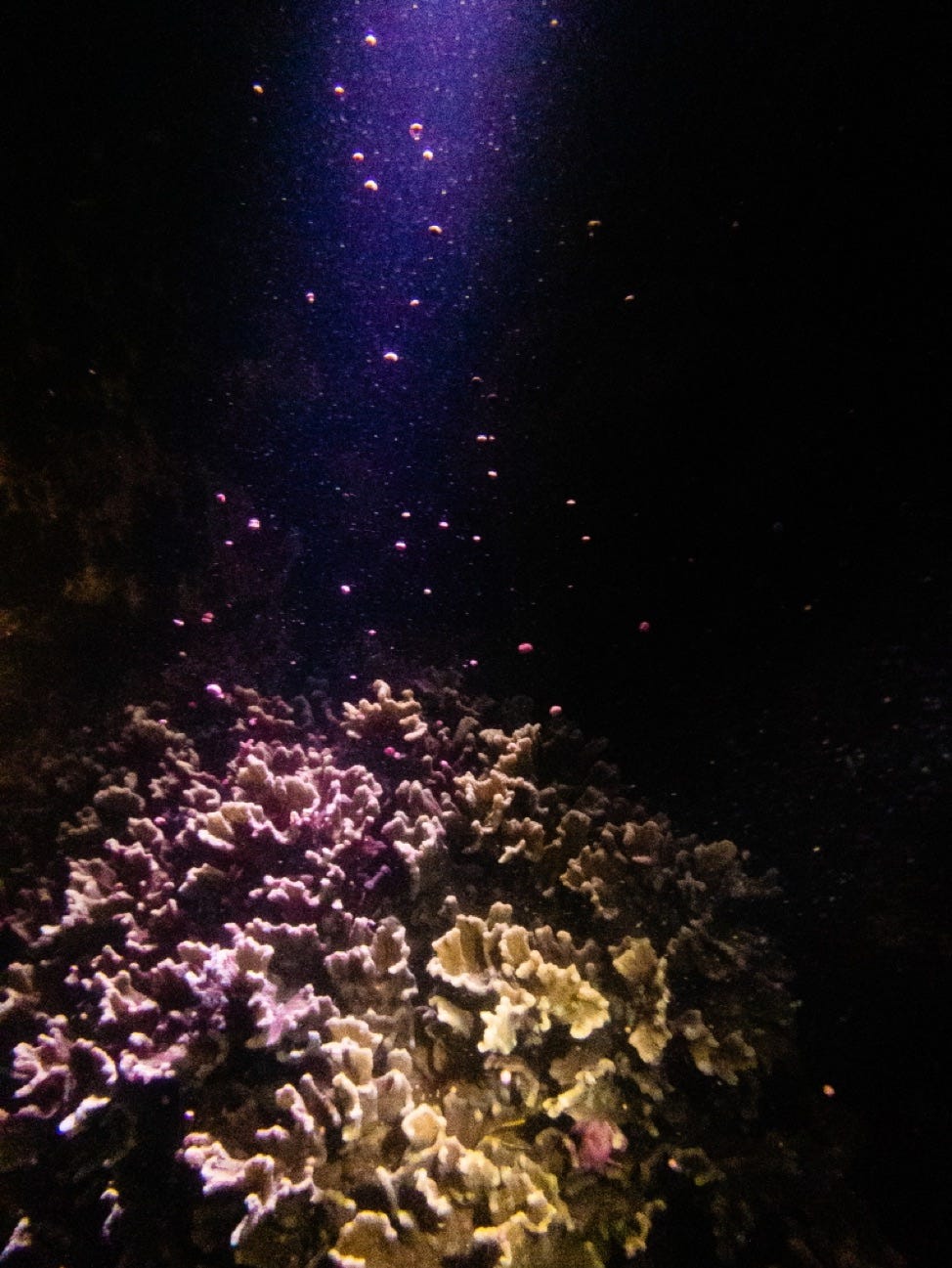 Spawning carnation coral at Raffles Lighthouse, Singapore
