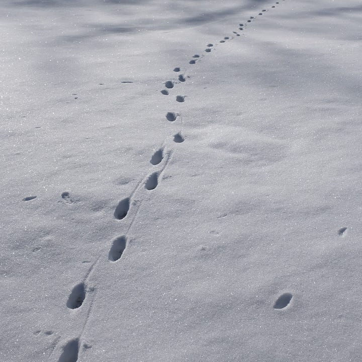 Building a web of connection - - walks in the snow and mending old clothes.