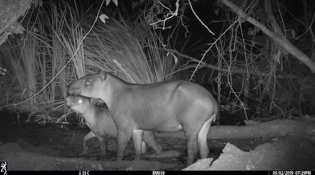 A black and white image of two wild tapirs playing in a stream at night.
