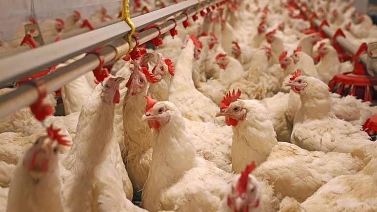industrial chicken campylobacter