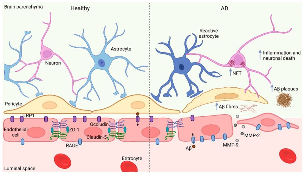 How does the blood-brain barrier work? - Darwin Microfluidics