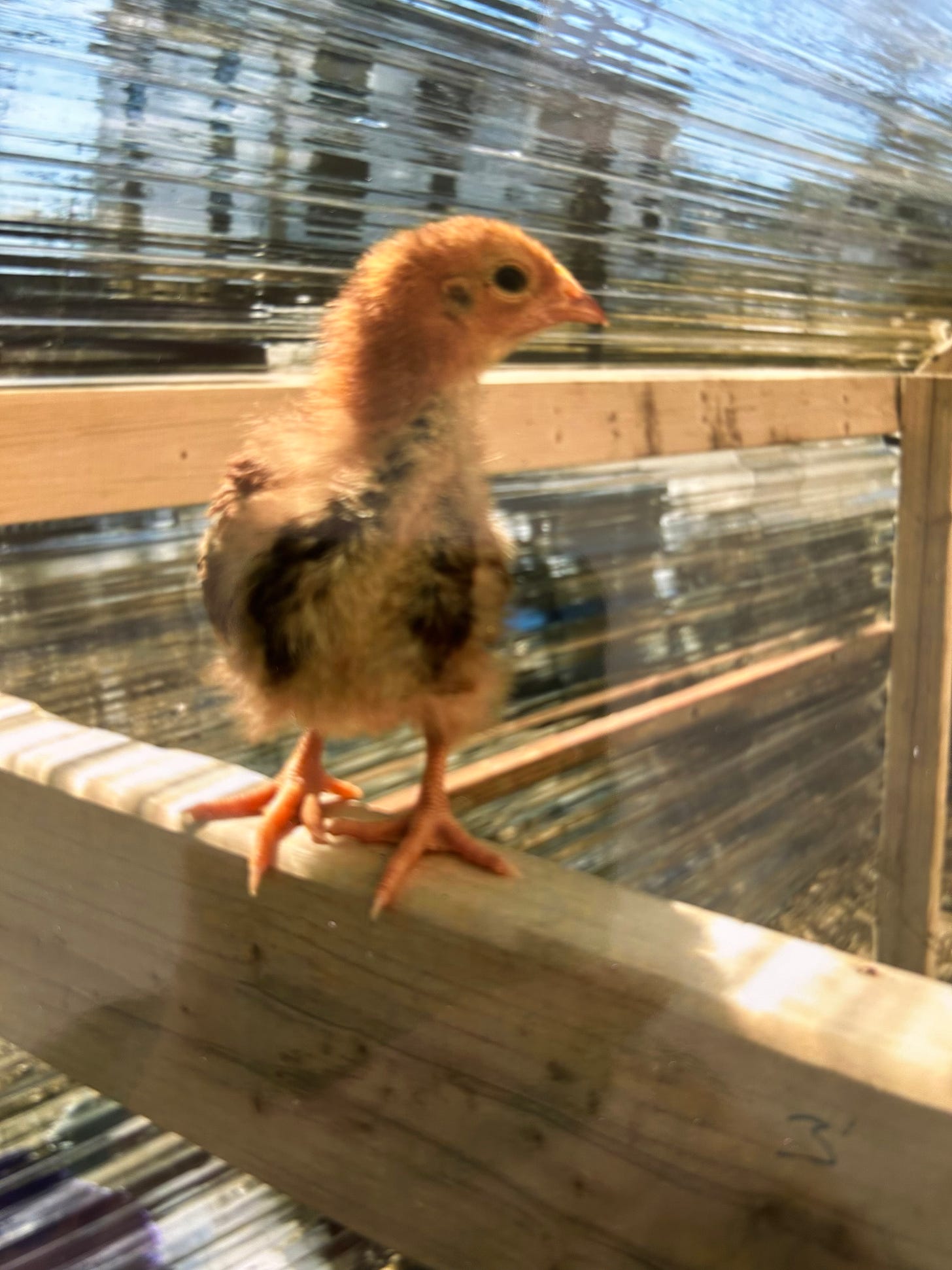 chicken coop