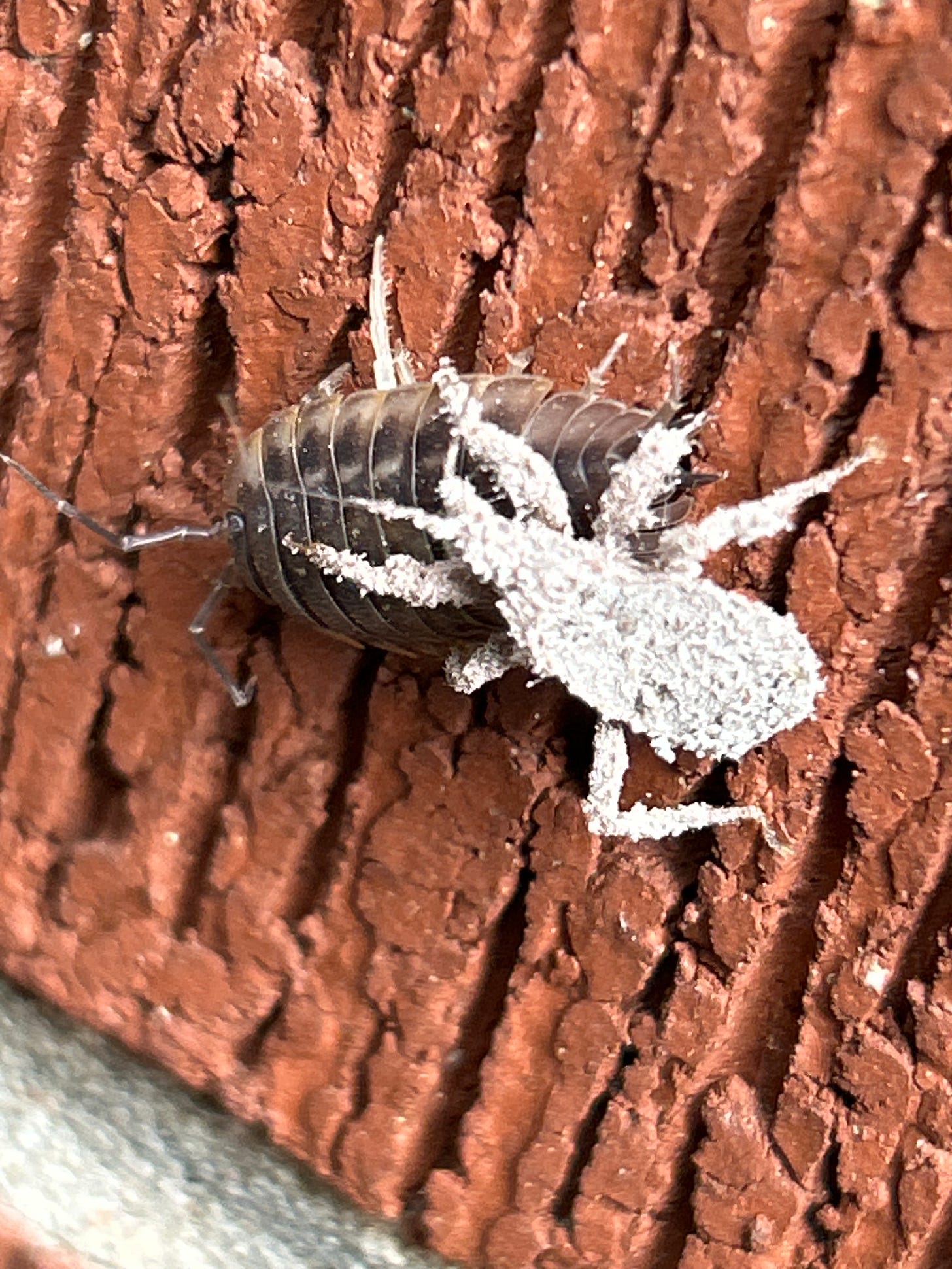 Camouflaged Masked Hunter having a woodlouse for dessert Camouflaged Masked Hunter having a woodlouse for dessert