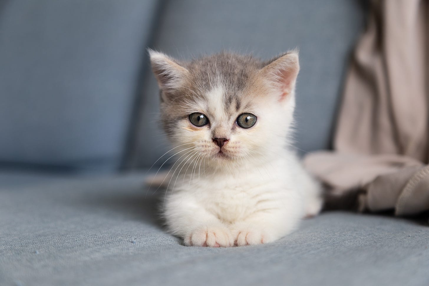 Kitten. Photo by <a href="https://unsplash.com/@tranmautritam?utm_source=unsplash&utm_medium=referral&utm_content=creditCopyText">Tran Mau Tri Tam ✪</a> on <a href="https://unsplash.com/images/animals/kitten?utm_source=unsplash&utm_medium=referral&utm_content=creditCopyText">Unsplash</a>.