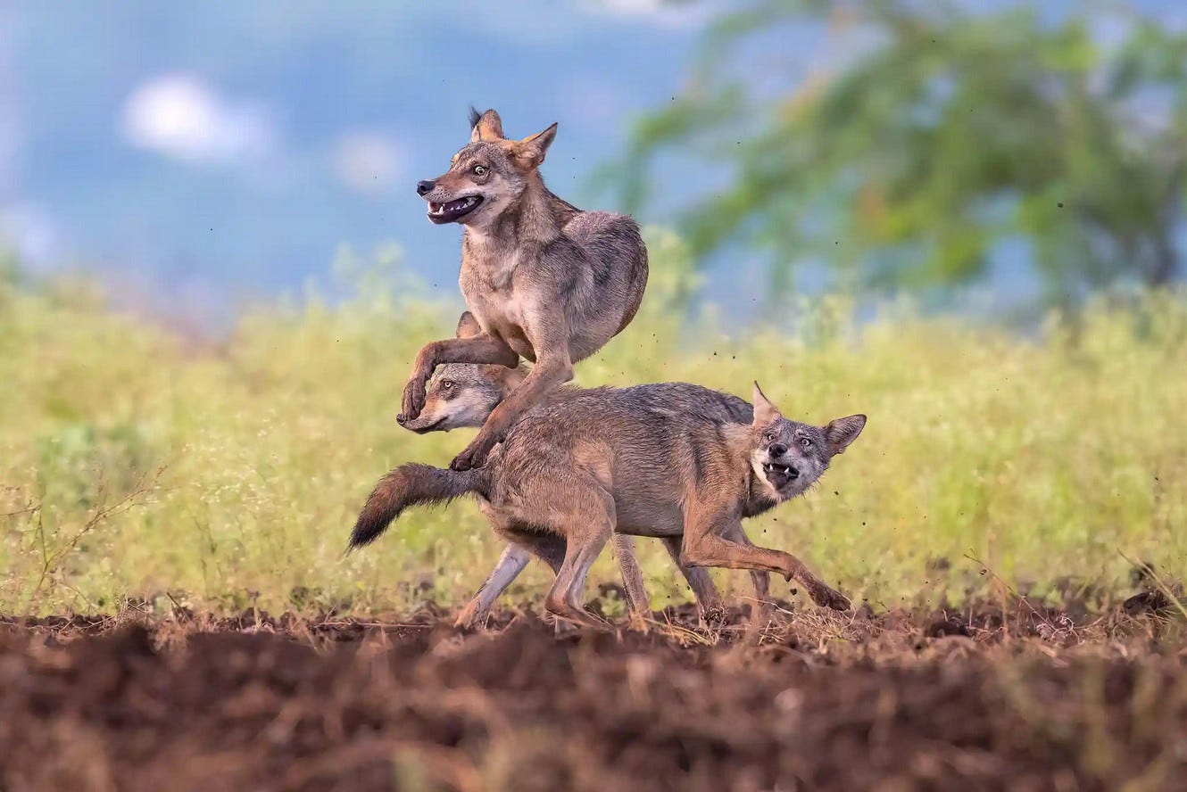 tres lobos de la subespecie de la India juegan entre sí, visiblemente excitados