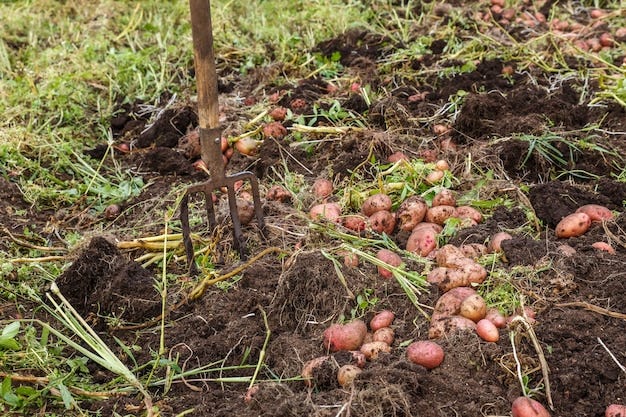 https://img.magnific.com/premium-photo/potatoes-pitchfork-vegetable-garden-harvesting-potatoes-autumn_79152-1461.jpg