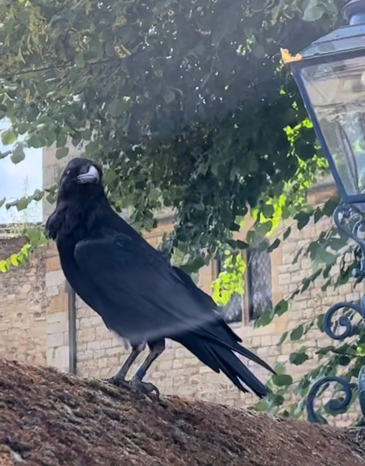 Raven perched on a stone all Raven perched on a stone all