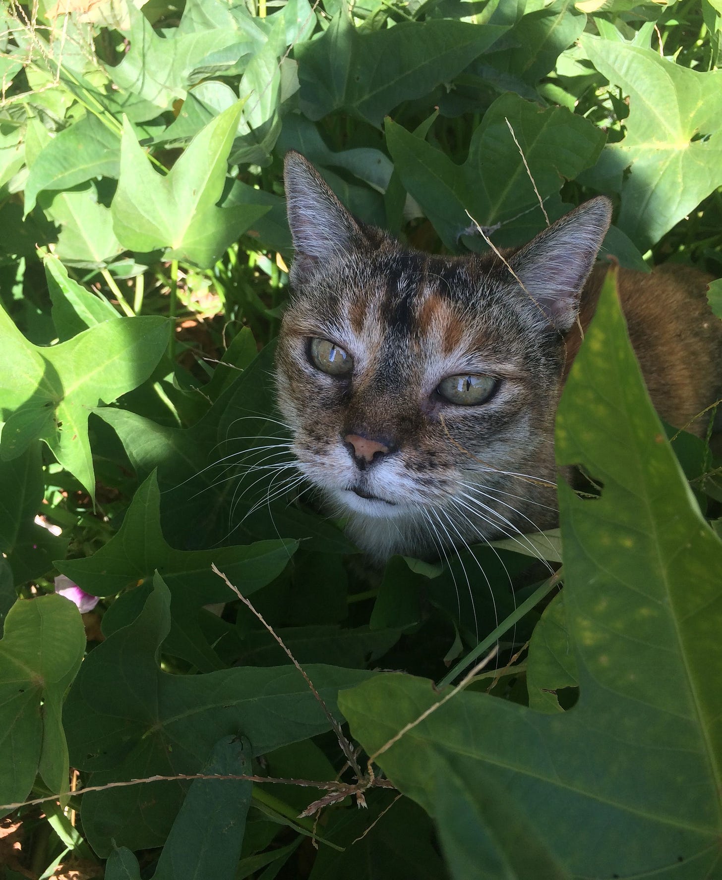 Willow, a tortoiseshell cat with green eyes, is nestled among dense green foliage while peering out through rays of sunshine. Willow, a tortoiseshell cat with green eyes, is nestled among dense green foliage while peering out through rays of sunshine.