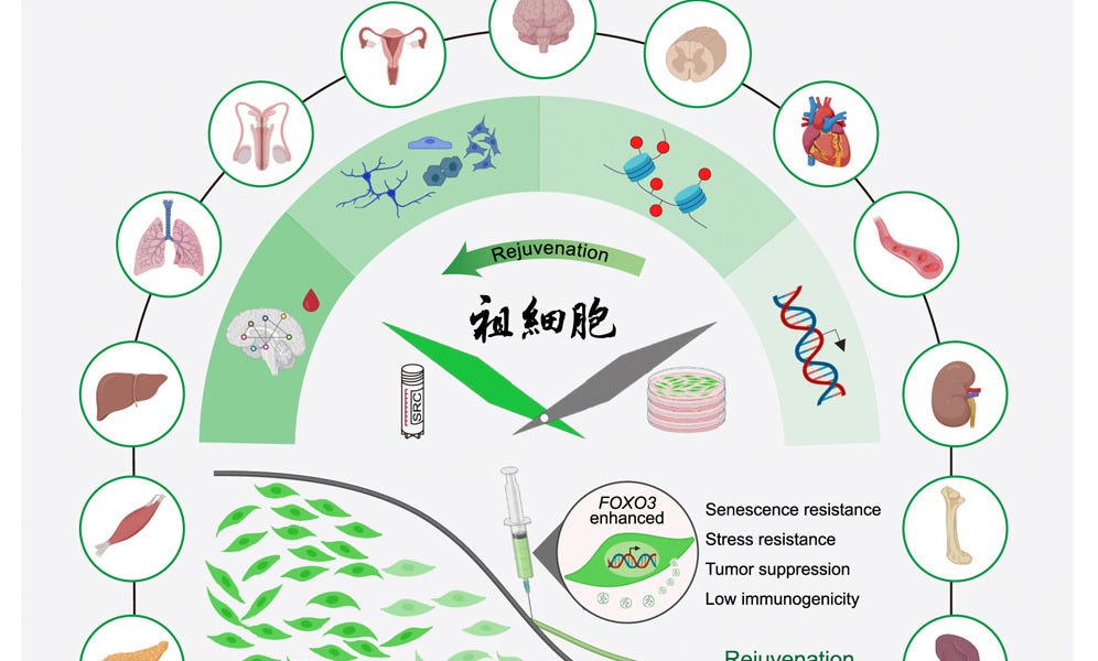 Chinese researchers reversed aging in primates. Yes, it's real