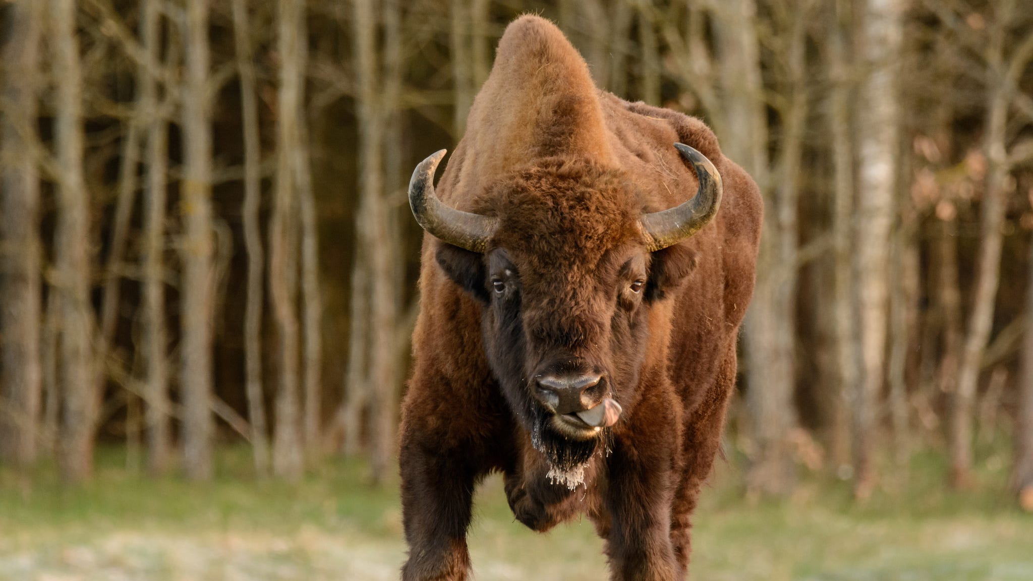 Substack profile picture for @bison