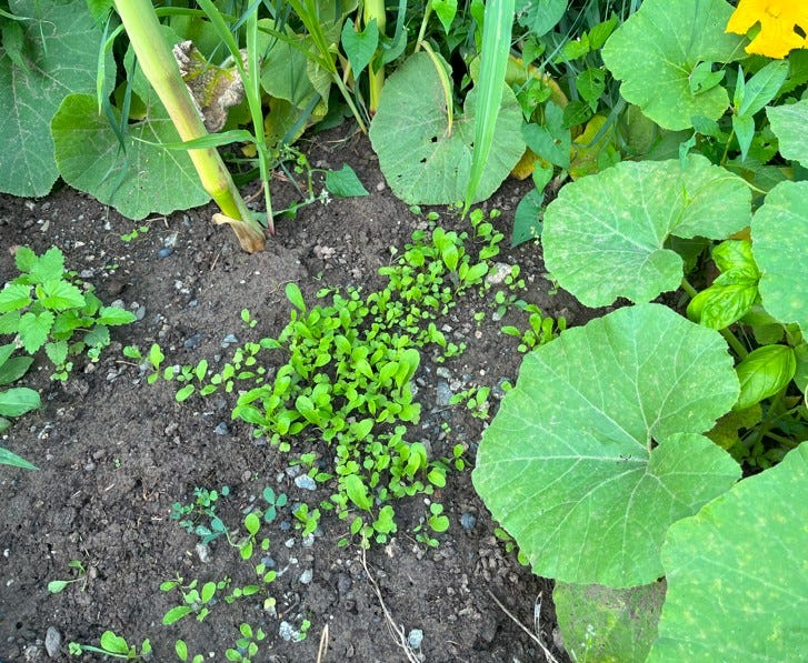 Astro arugula sprouting near corn and pumpkin plants