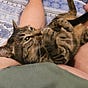 Mr Whippy's human's avatar