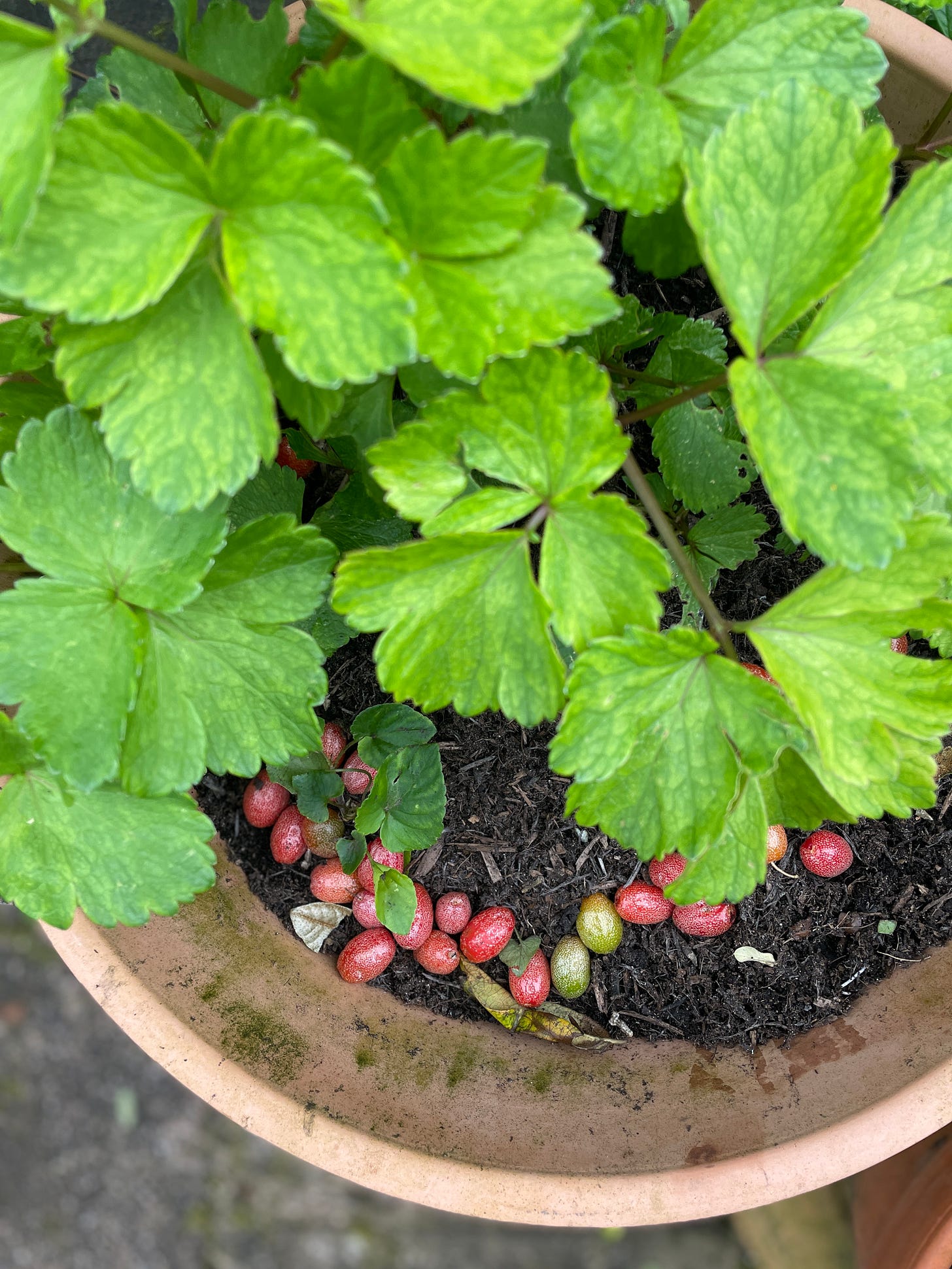 Scots lovage
