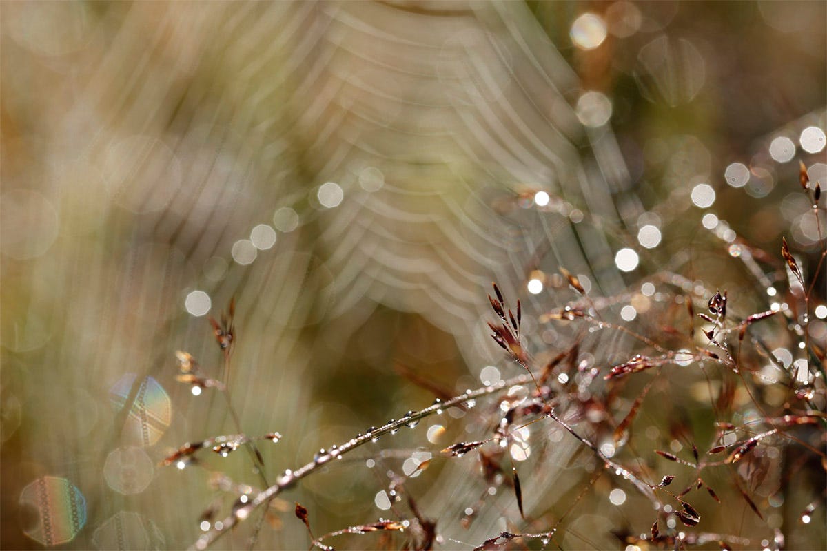 Backlit water droplets weigh down the grasses in front of a spider’s web and sparkle in the morning sunlight 