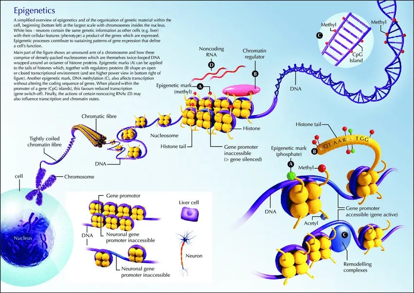 Primer on epigenetics.