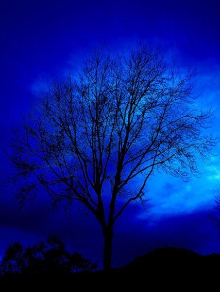 Silhouette of a tree, a cloud, and a close-up photo of a flower; all in intense blue.