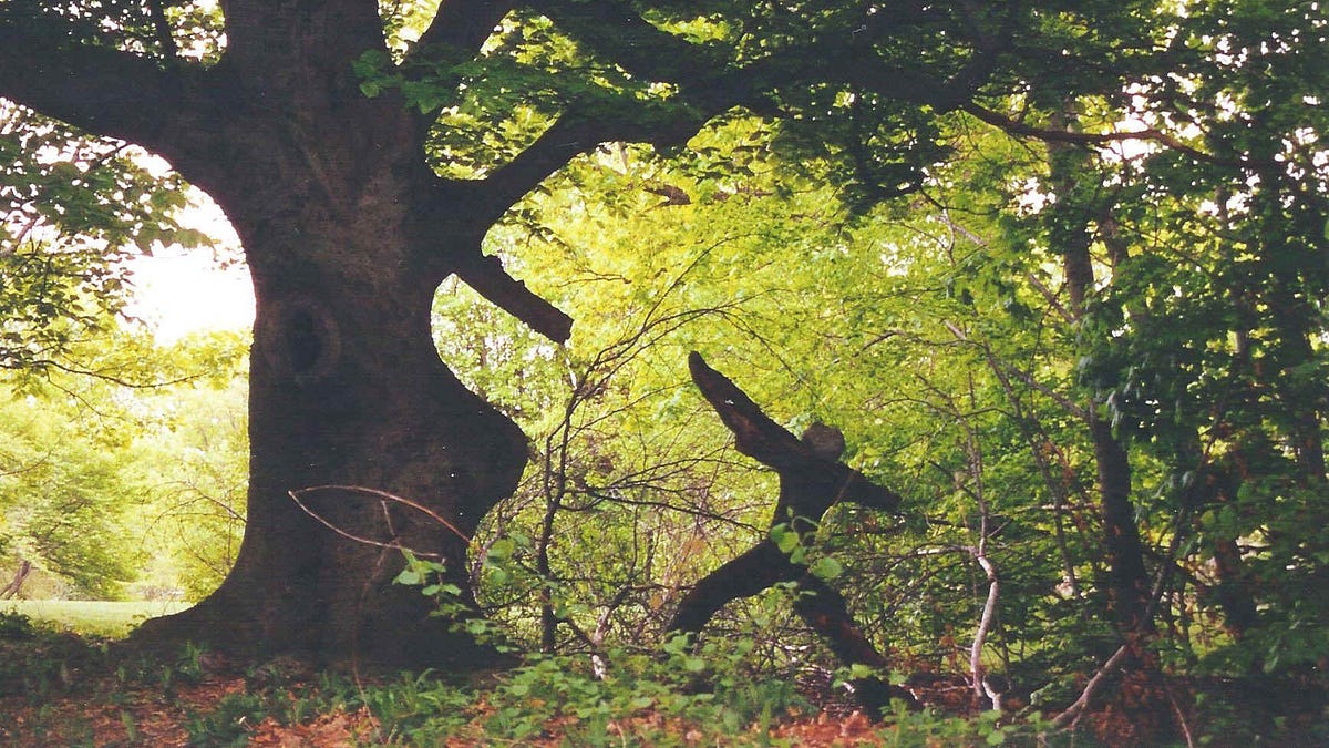 The Best Contemporary Poets: Tom Merrill