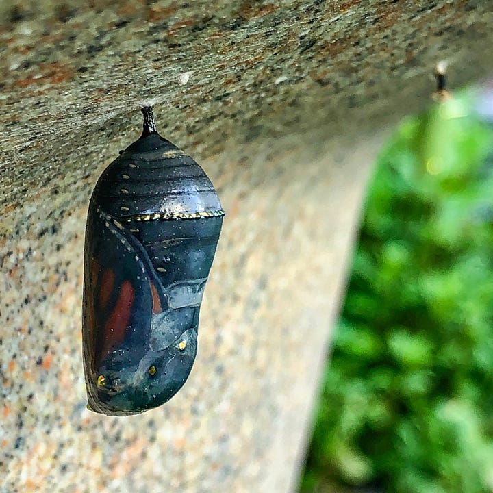 Pictures of caterpillers, chrysalis, and a newly hatched butterfly