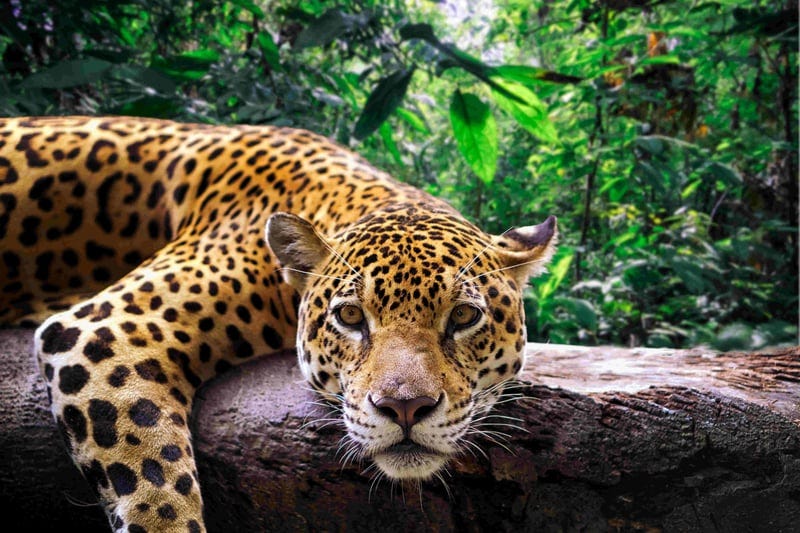 Facts About Jaguars: Meet the Mysterious Guardians of the Rainforest