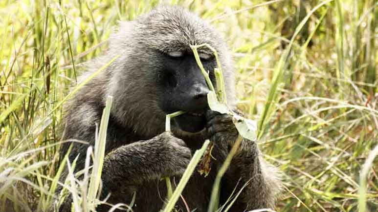 zoopharmacognosy