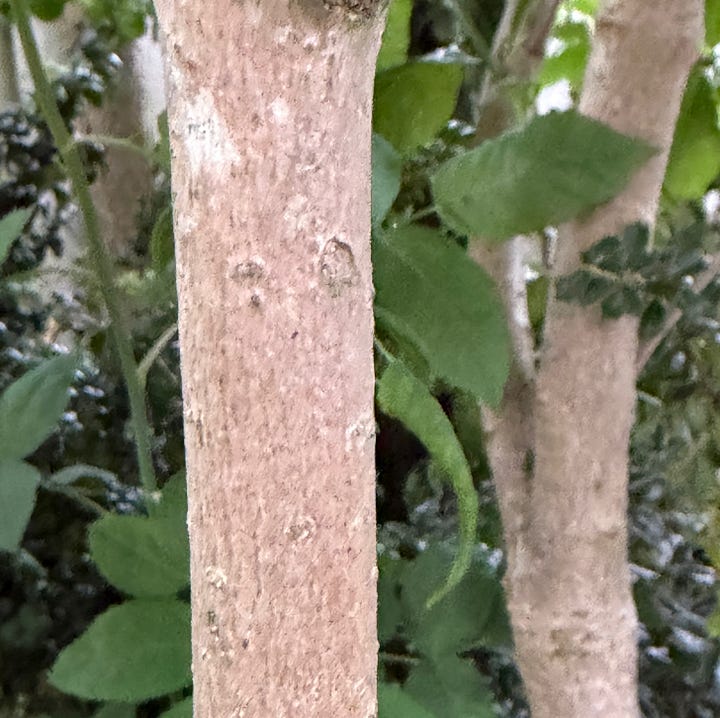 Large green leaves and reddish brown trunks