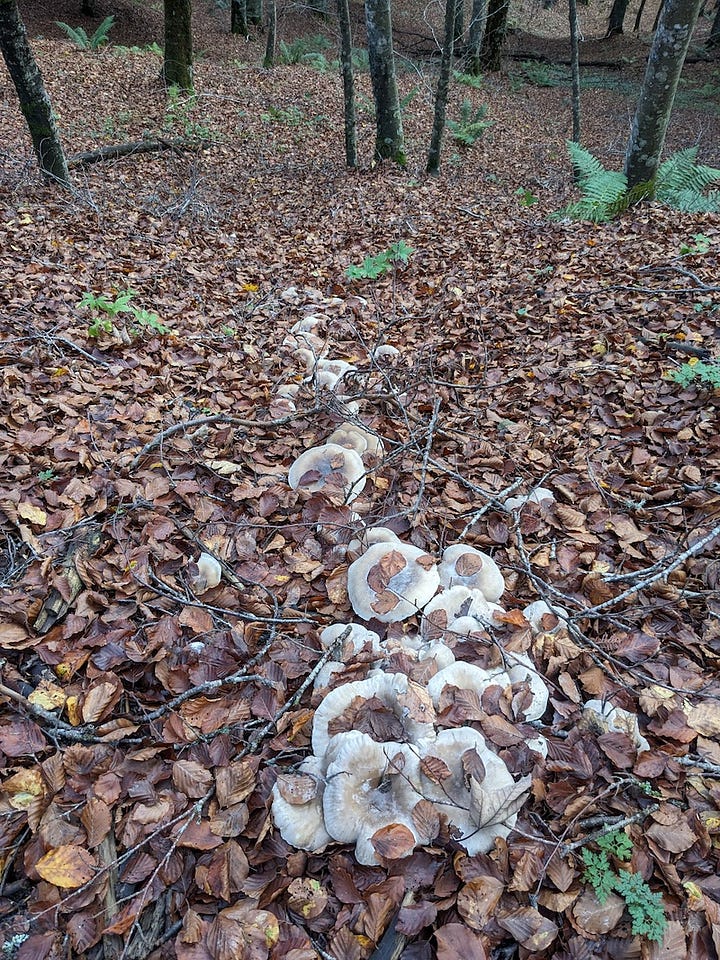 vari tipi di funghi visti durante una passeggiata nel bosco