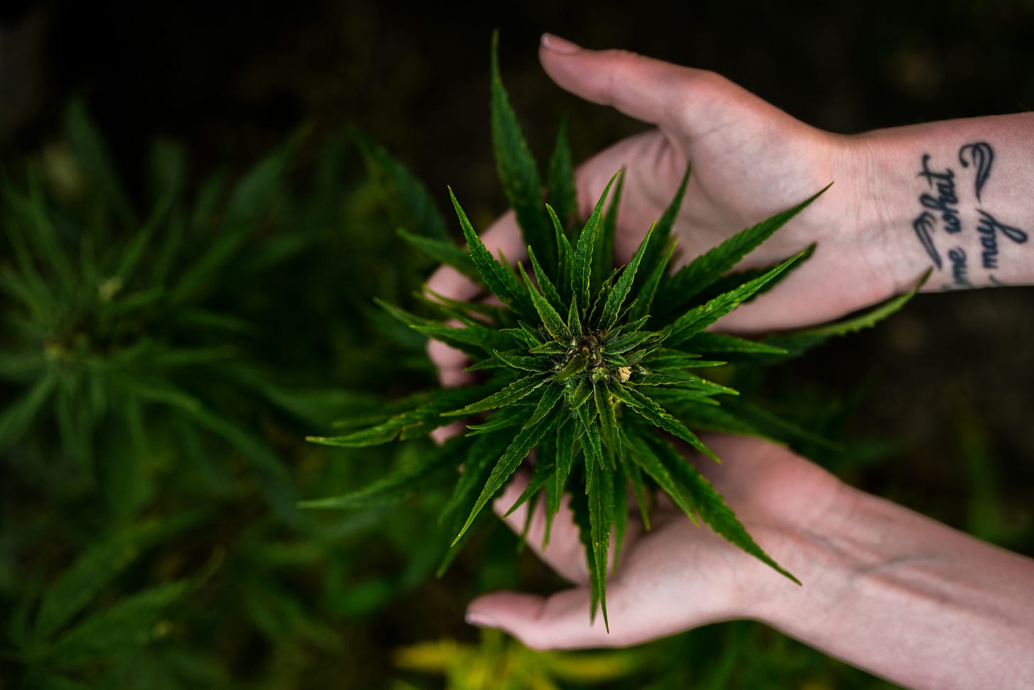 A pair of hands gently cradling a vibrant cannabis plant, symbolizing connection, care, and the plant’s role in healing and awareness. The tattoo on one wrist reads 'come what may,' adding a sense of trust in the natural process. [Source: ChatGPT]