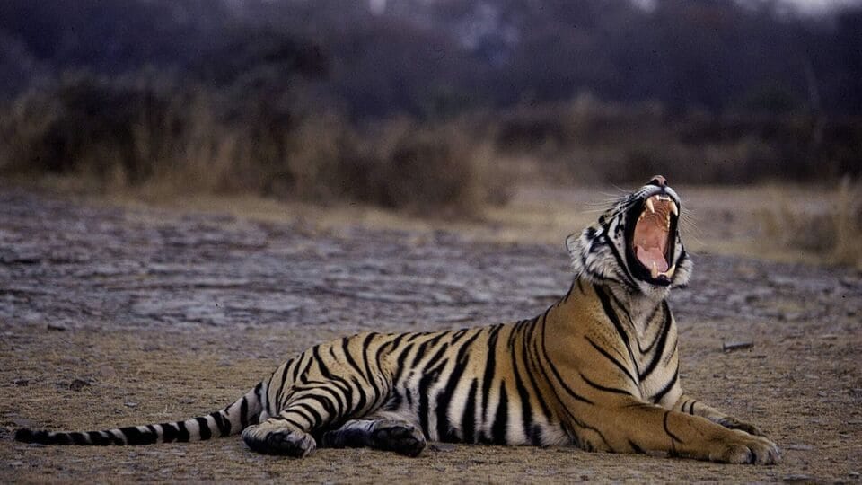 India sees record tiger deaths in 2023, 50% survival of new cheetahs |  Today News