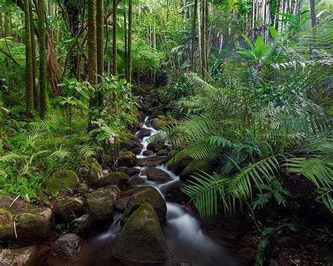 The Most Beautiful Rainforests in the United States