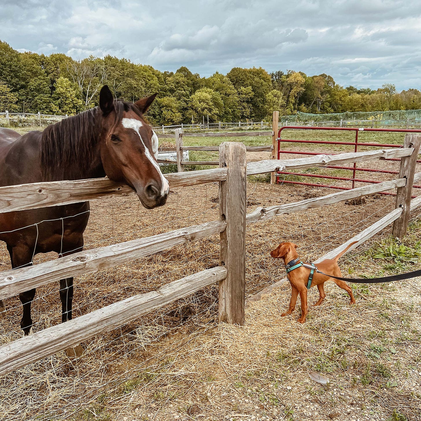 Baby Lief, the one-eyed visla, meets a horse on an adventure. 