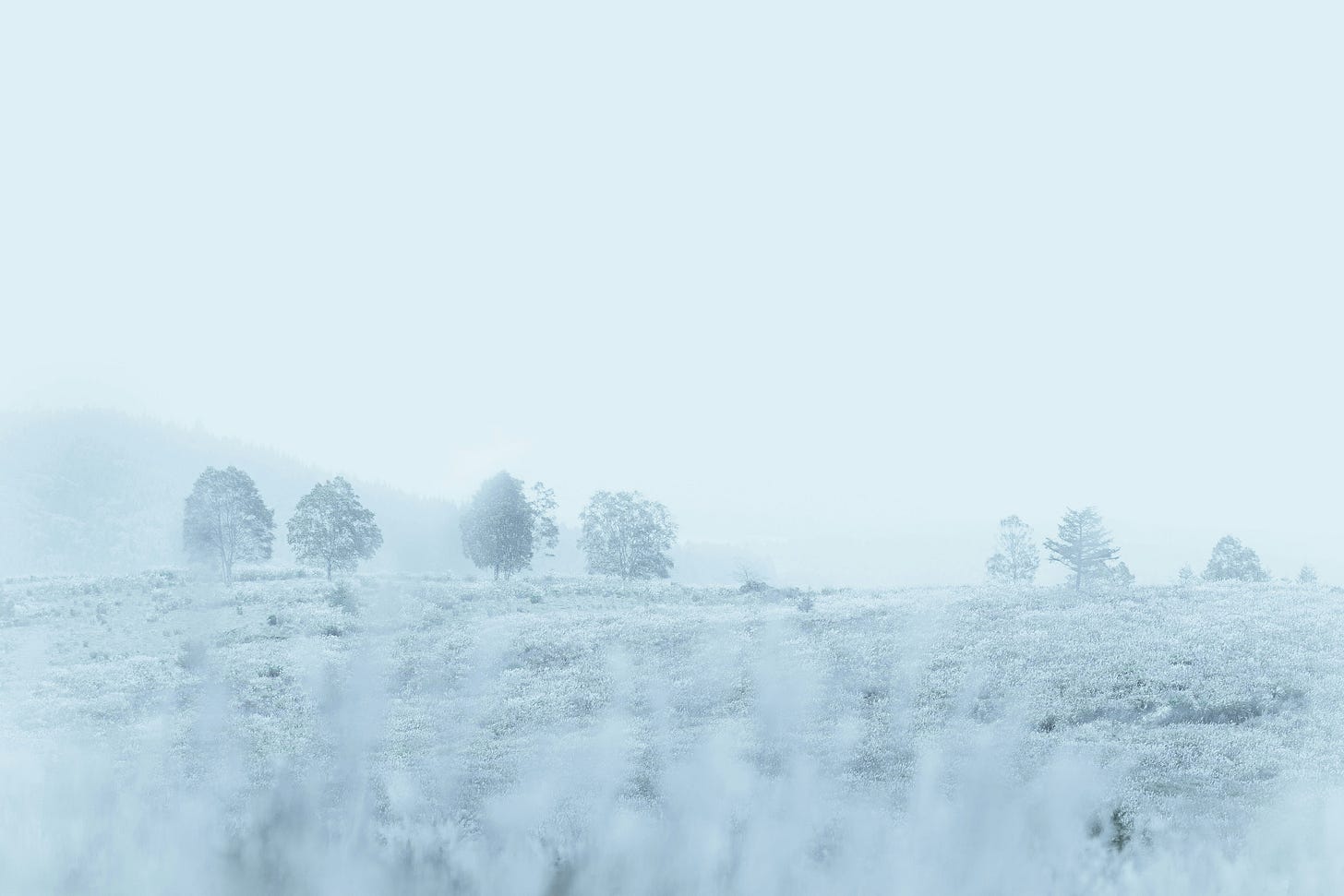 snowy all white winter snow landscape with a few trees in the background snowy all white winter snow landscape with a few trees in the background