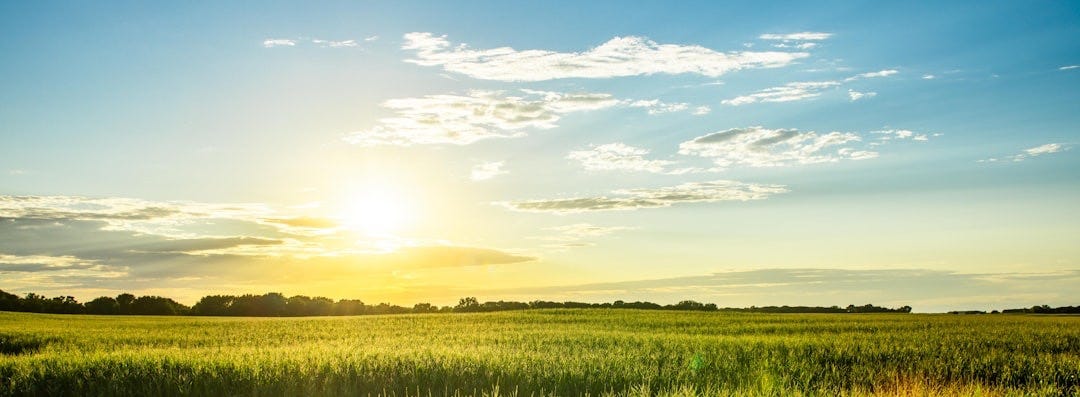green grass field under blue sky during daytime
