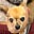 Angry Chihuahua's avatar